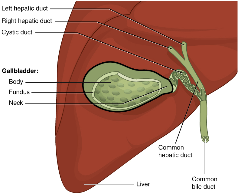 The gallbladder