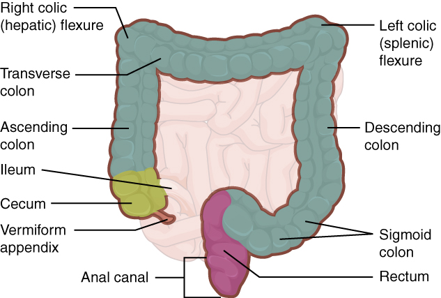 The large intestine