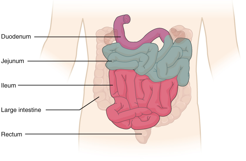 The small intestine