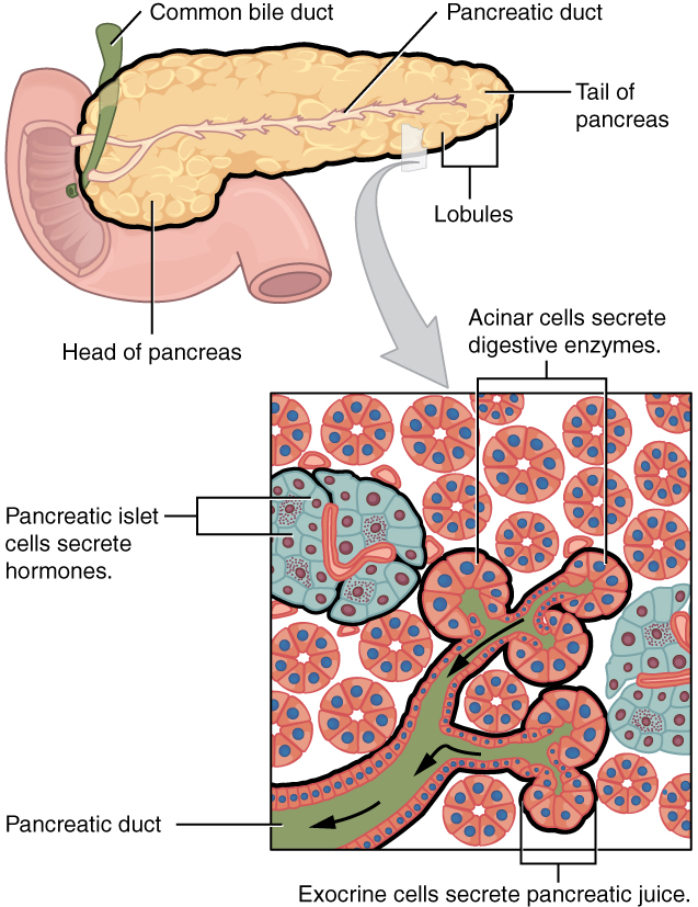 The pancreas