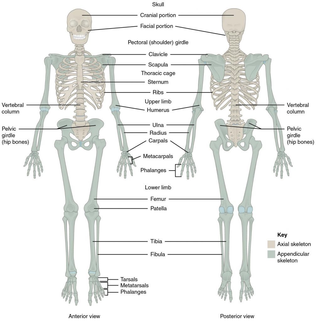 Axial skeleton