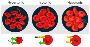 Hypertonic, hypotonic, and isotonic solutions.