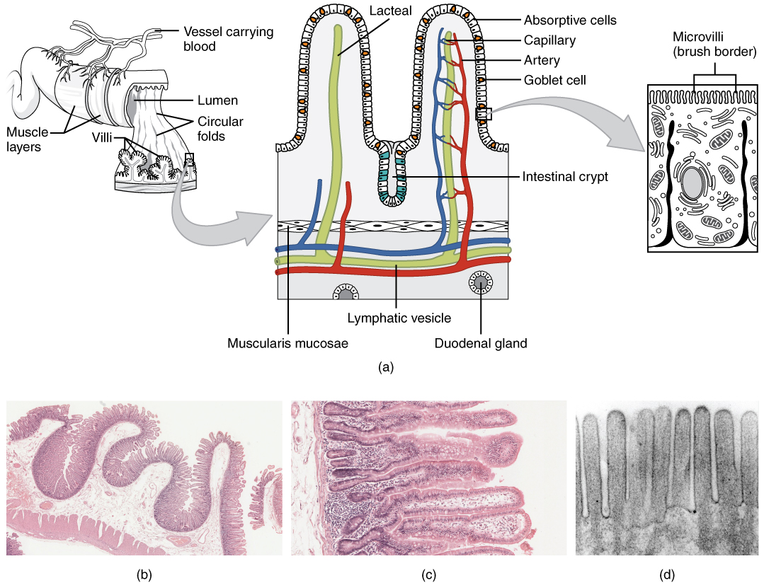 The villi and microvilli of the small intestine