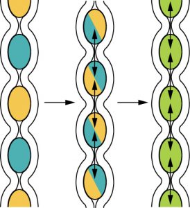 Segmentation