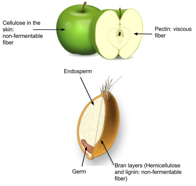 Bran, germ, and endosperm