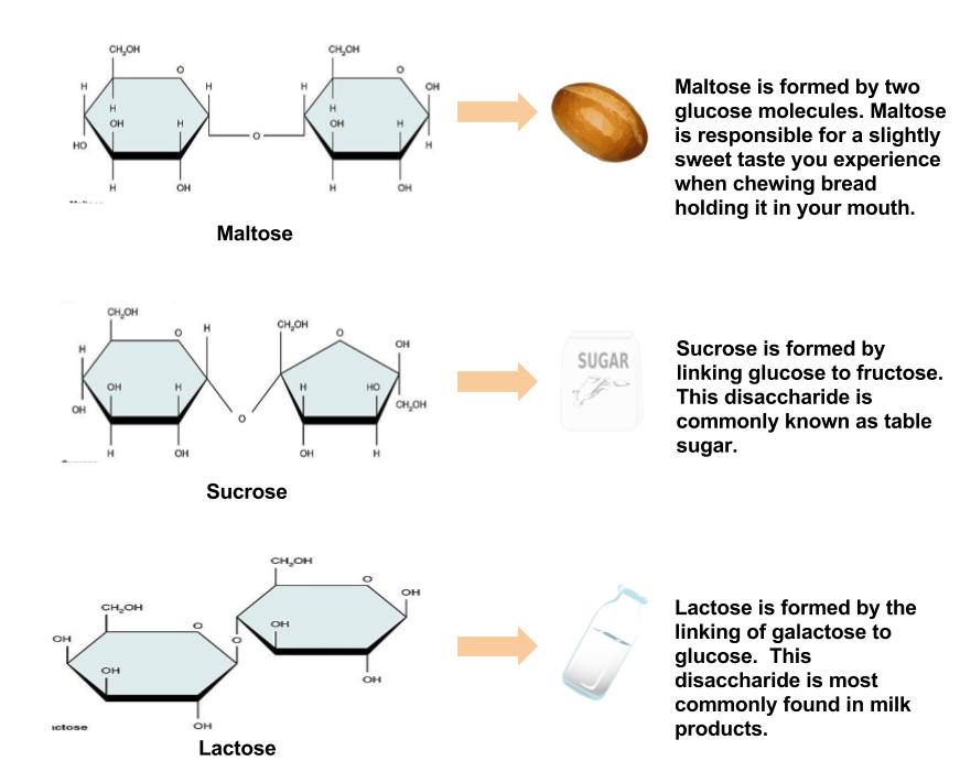 The common disaccharides are maltose, sucrose, and lactose