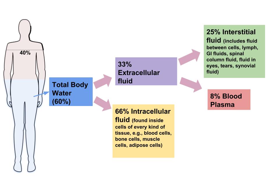 The distribution of body water