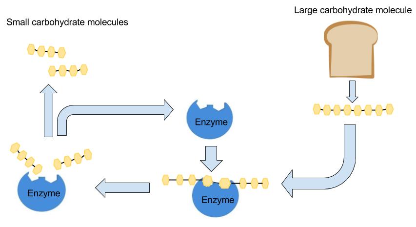 The role of enzymes in carbohydrate digestion