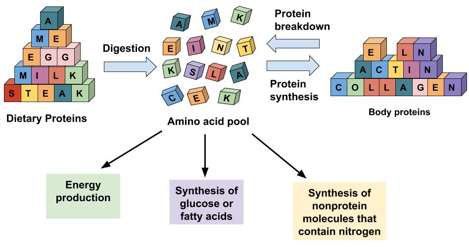 Amino acids are used for energy production, the synthesis of glucose or fatty acids, and the synthesis of non-protein molecules that contain nitrogen.