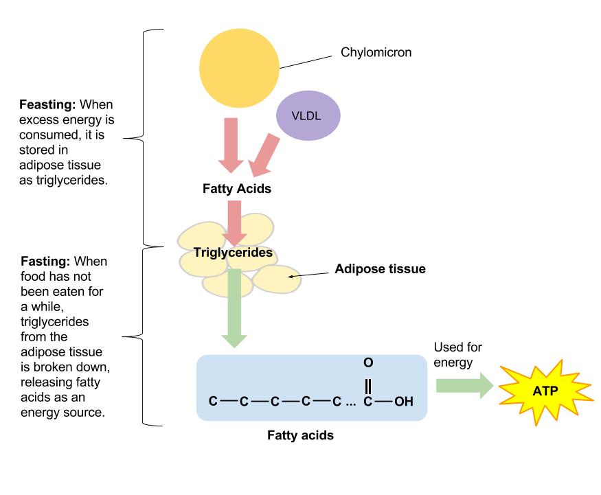 The storage and breakdown of fats