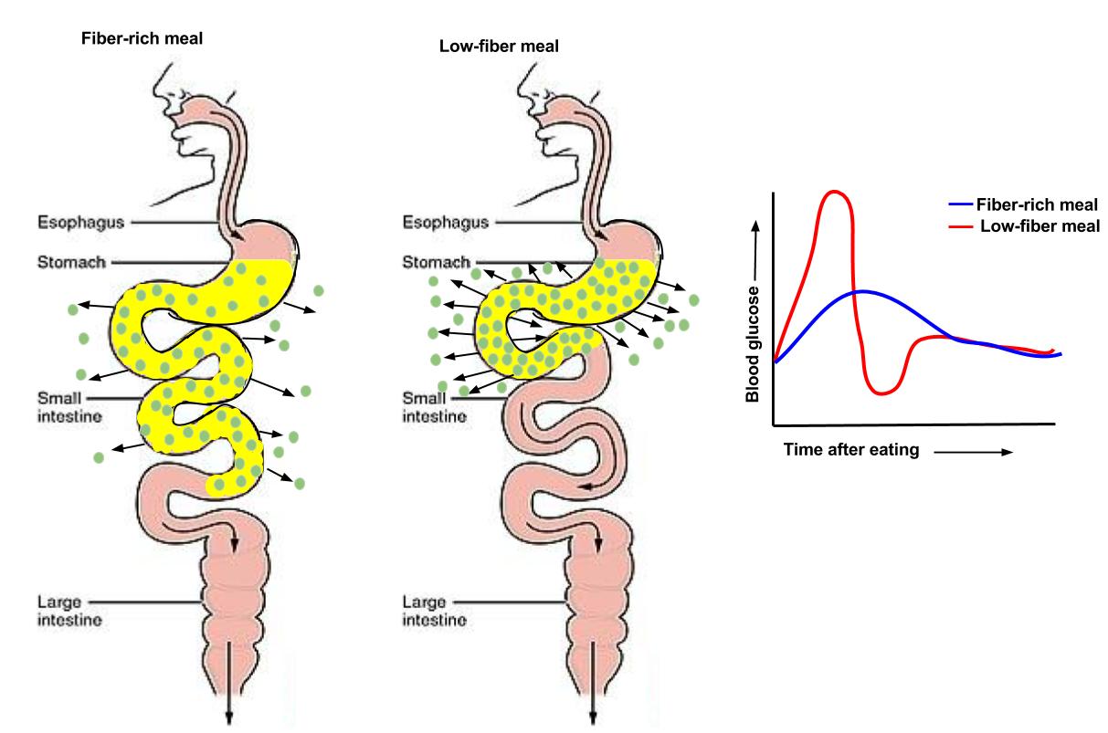 Blood glucose levels and time after eating for fibre-rich vs low-fibre meals.