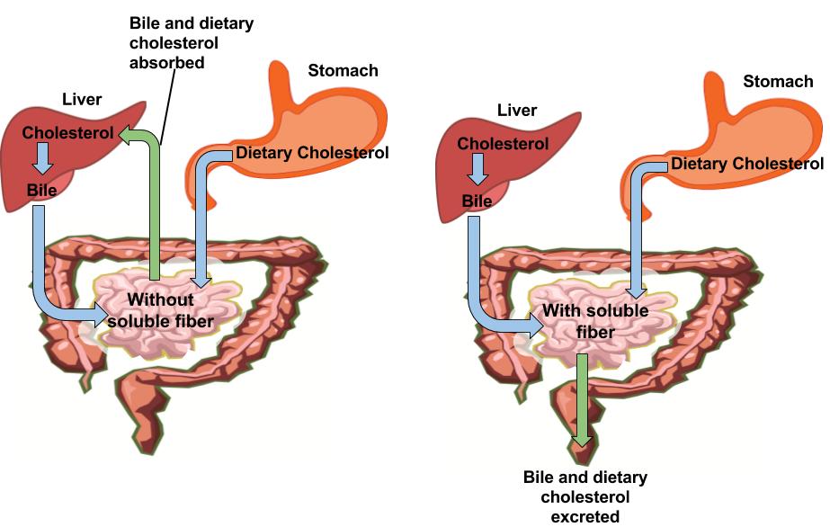 The absorption and excretion of bile and dietary cholesterol with and without soluble fibre