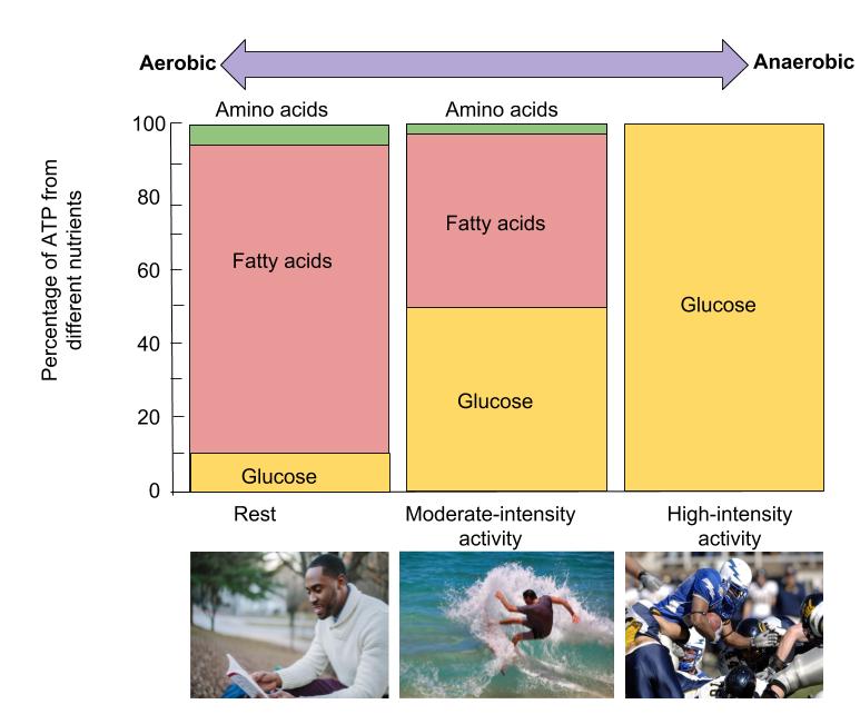 Percentage of ATP from different nutrients during rest, moderate-intensity, and high-intensity activities.