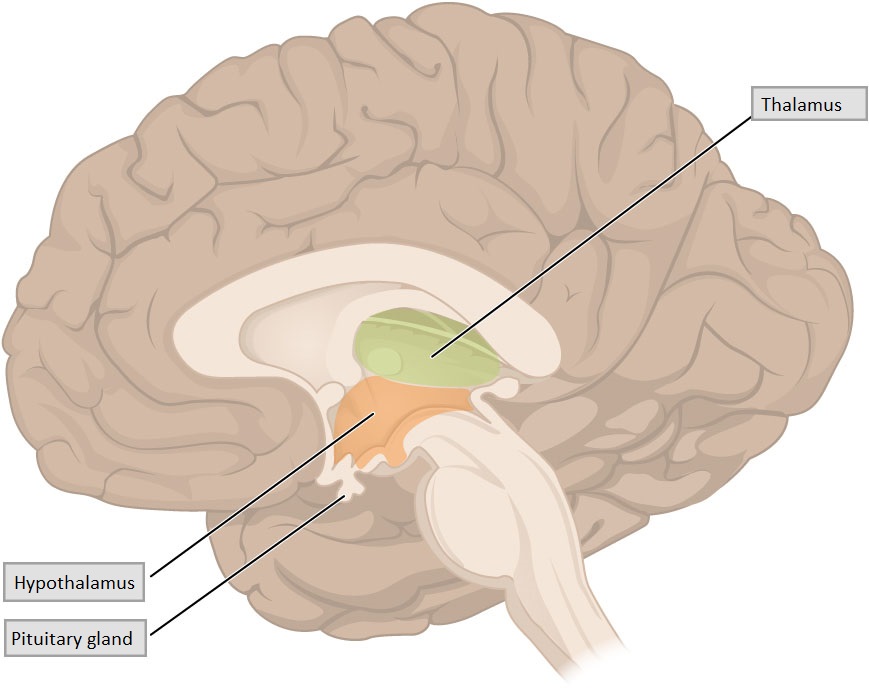 The location of the thalamus, hypothalamus, and pituitary gland in the brain