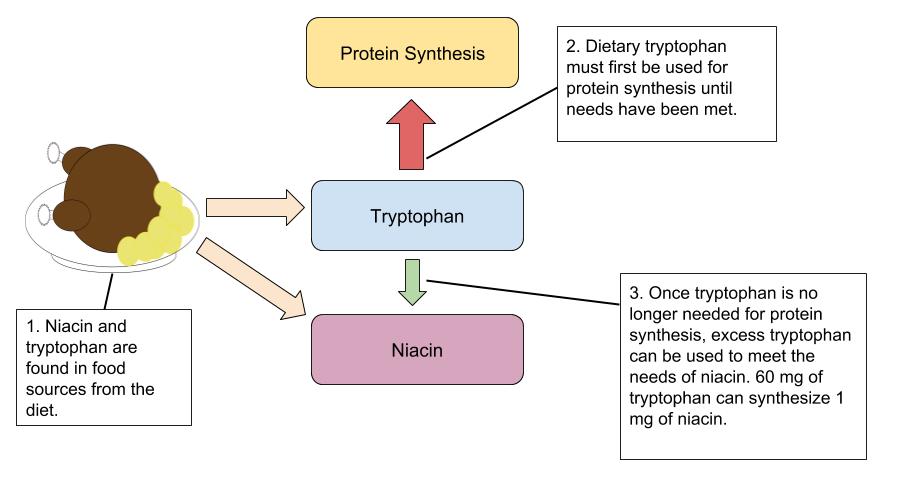 The use of tryptophan for protein synthesis and to meet demands of niacin.