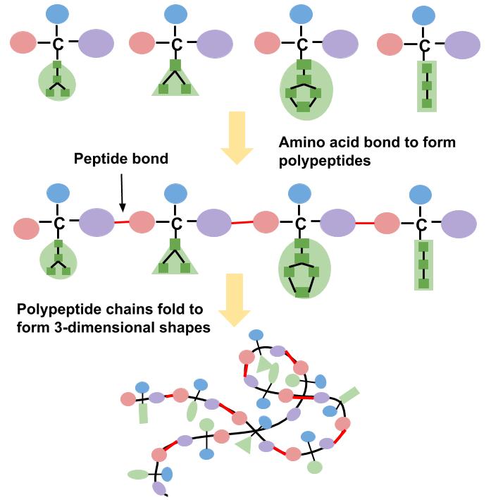 Polypeptide structures