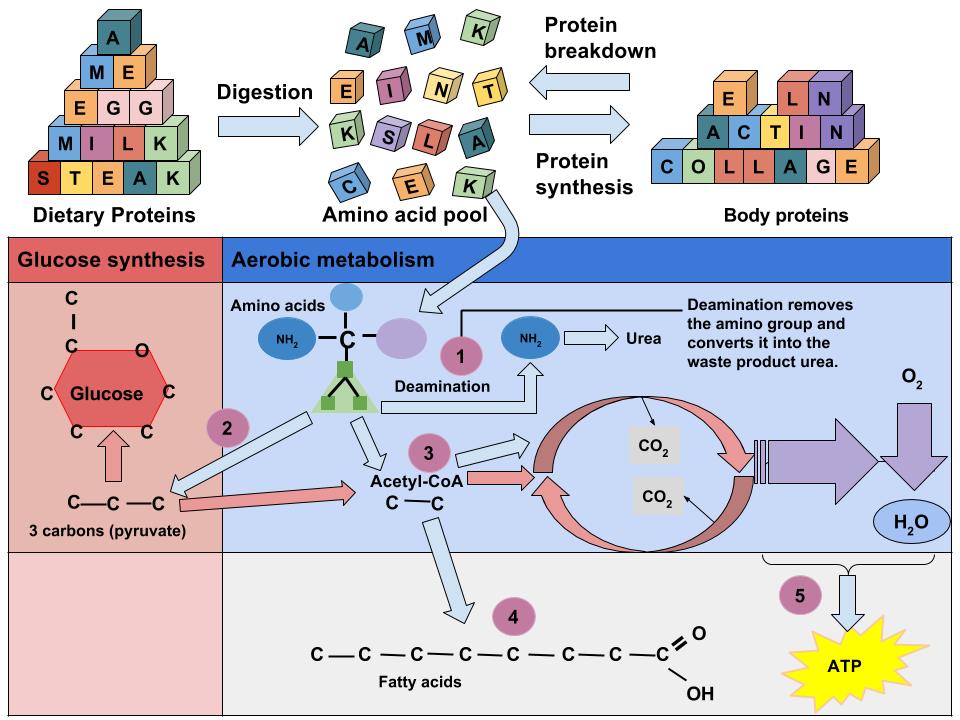 The use of amino acids for energy