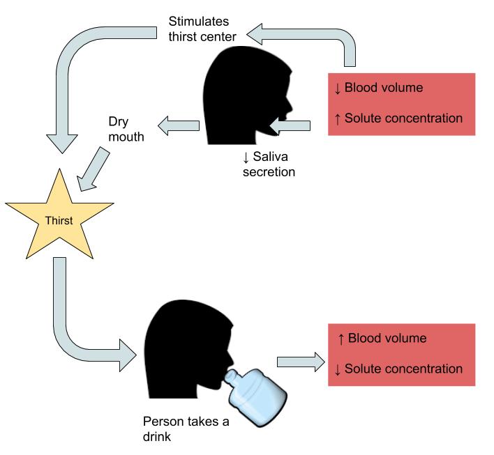 The thirst mechanism