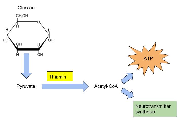 The role of thiamin in energy production