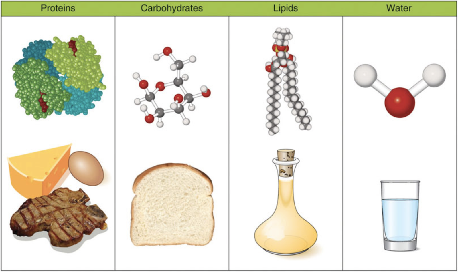 Dietary sources of carbohydrates, lipids, protein, and Water