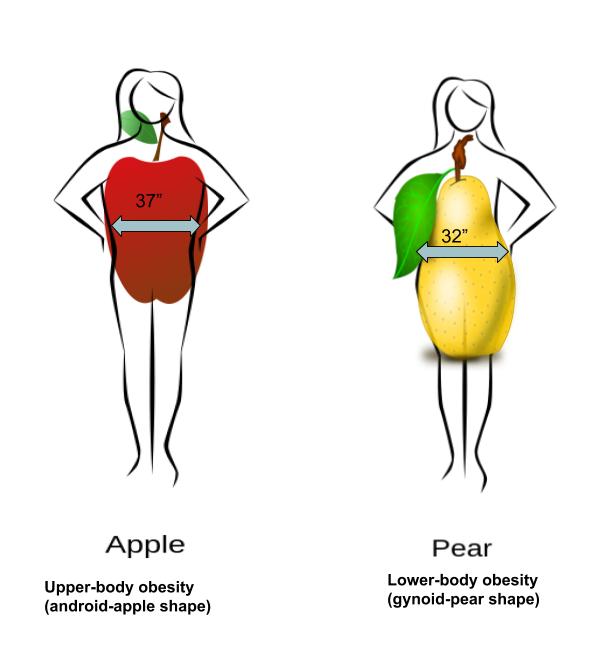 Apple and pear body shapes