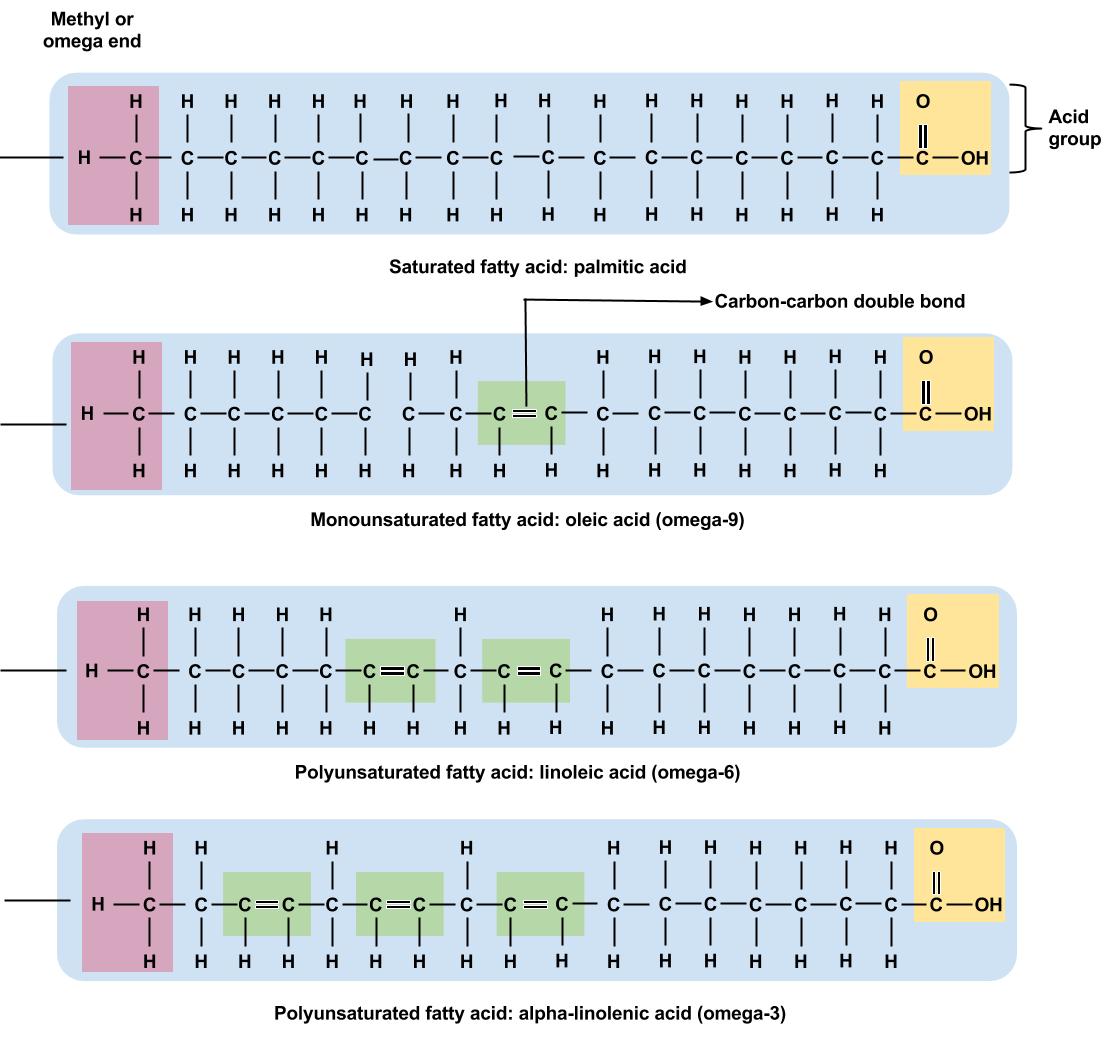 Structures of saturated, monounsaturated, and polyunsaturated fats