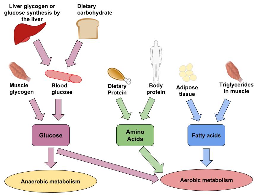 Fuel sources for anaerobic and aerobic metabolism