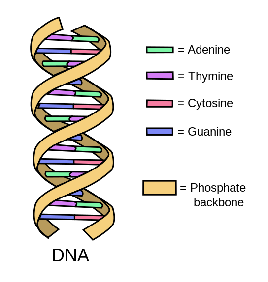 The makeup of double-stranded DNA