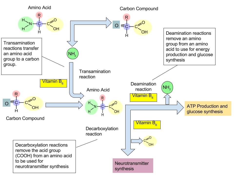 The function of vitamin B6 in amino acid metabolism.