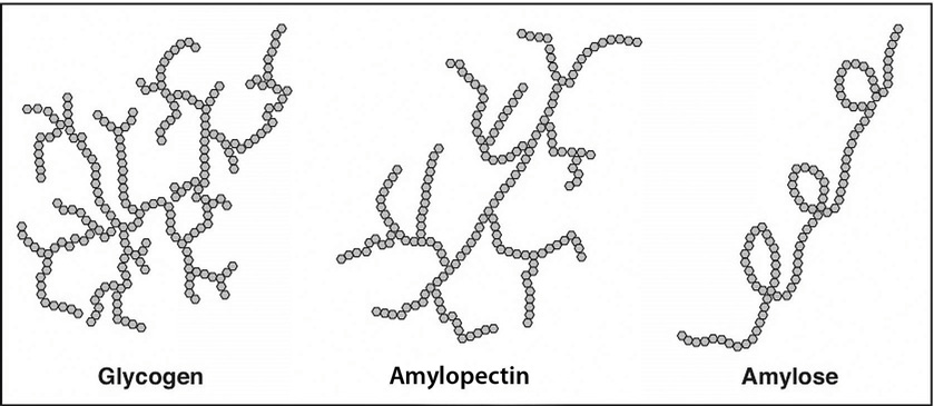 Plant starches and glycogen