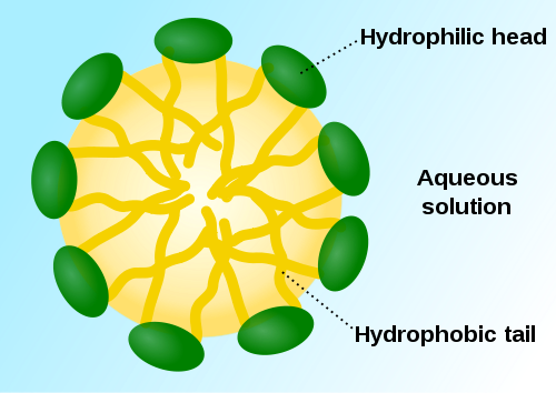 A micelle formed by phospholipids in an aqueous solution