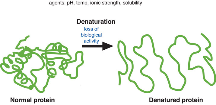 Normal protein vs denatured protein