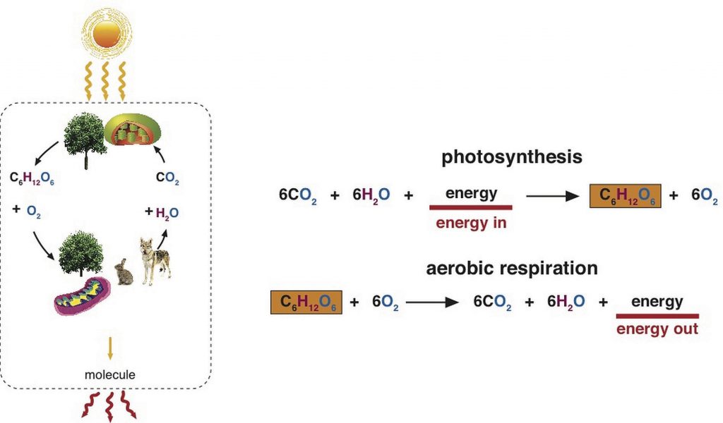 Photosynthesis and aerobic respiration