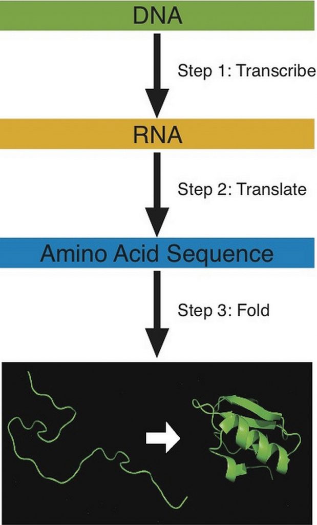 The steps for building a protin include tanscription, translation, and protein folding.