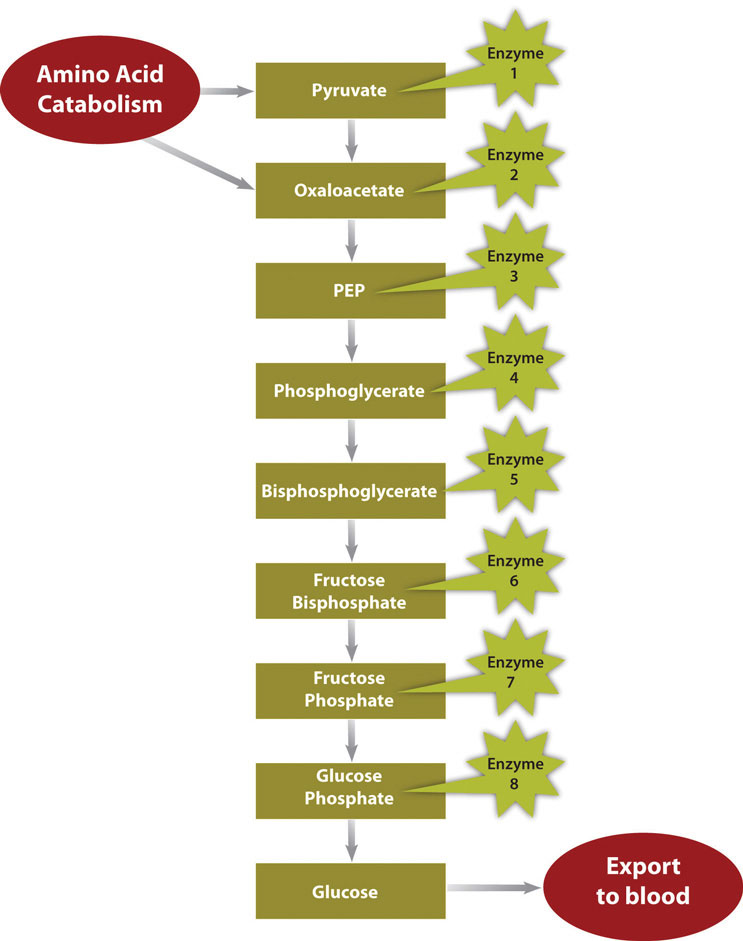 The metabolic pathway of gluconeogenesis