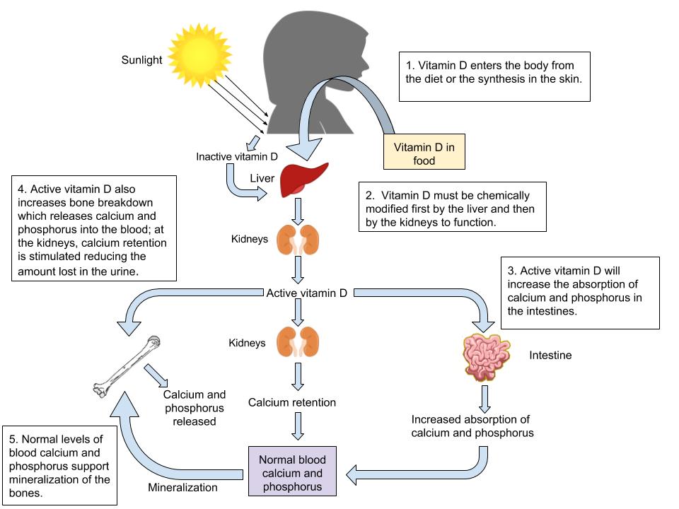 Vitamin D functions