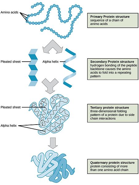 Primary, secondary, tertiary, and quaternary structural levels of proteins.