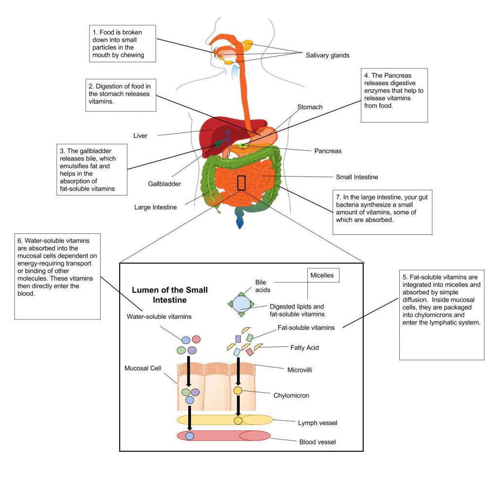 The process of vitamin absorption in the body