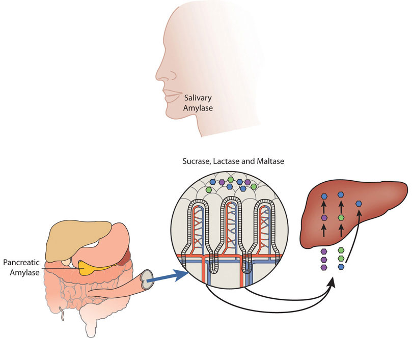 Salivary amylase and pancreatic amylase