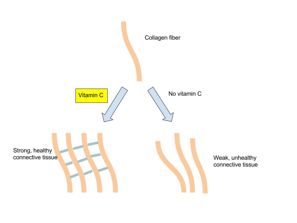 The role of vitamin C in collagen synthesis