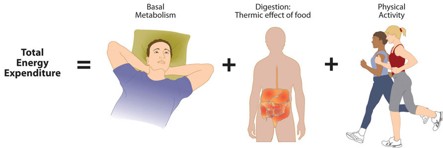 Total energy expenditure is a product of basal metabolism, digestion, and physical activity levels