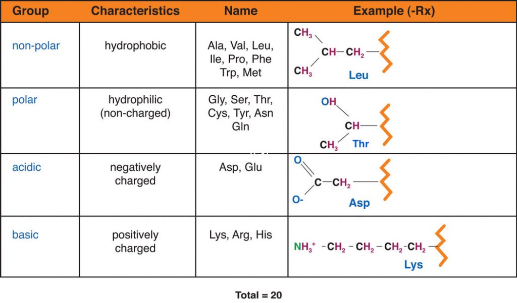 The four different amino acid groups: non-polar, polar, acidic, and basic.