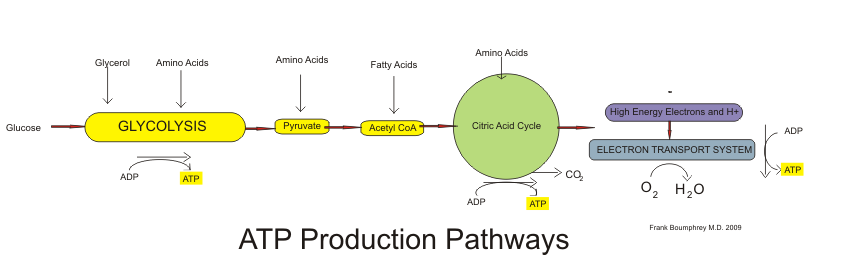 Aerobic respiration pathways