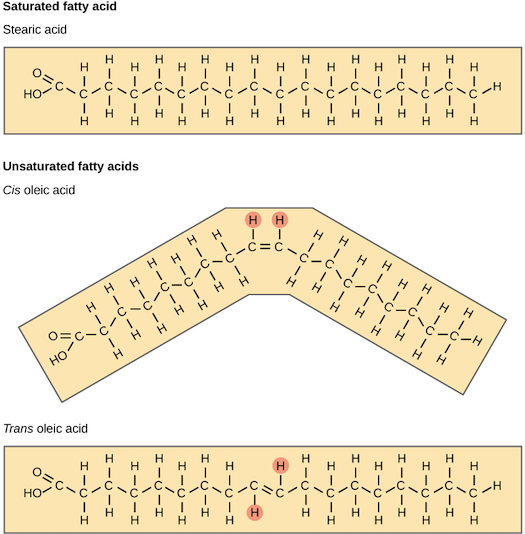 The structures of saturated and unsaturated fatty acids