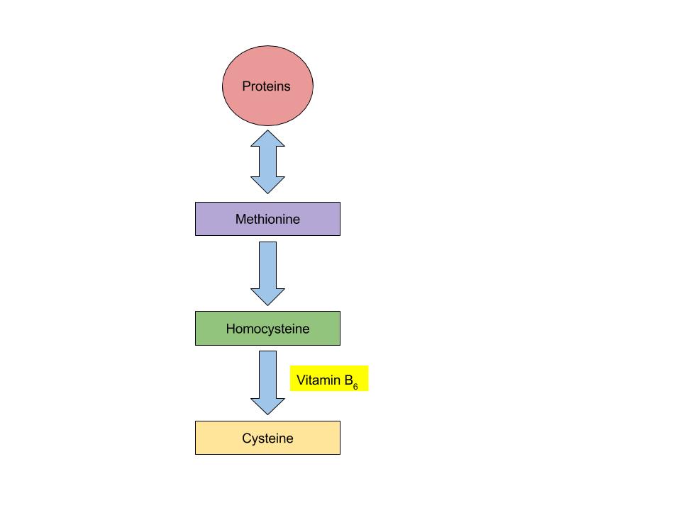 The conversion of the amino acid methionine into cysteine.