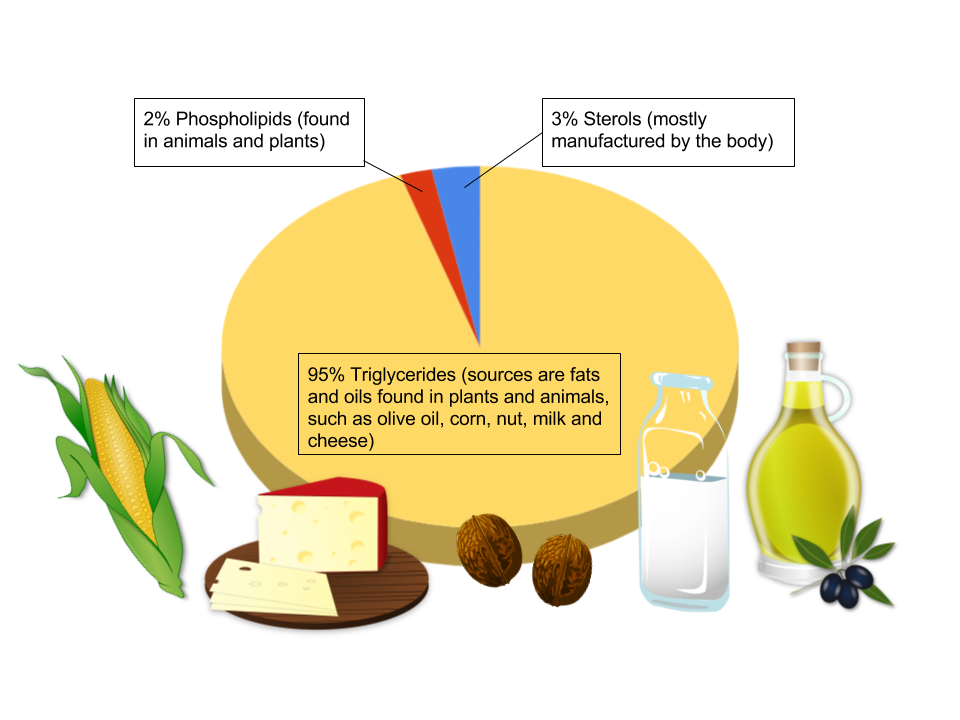 Our dietary intake (%) and sources of triglycerides, phospholipids, and sterols