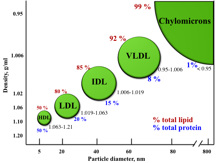 The particle diameter and density of the lipoprotein classes