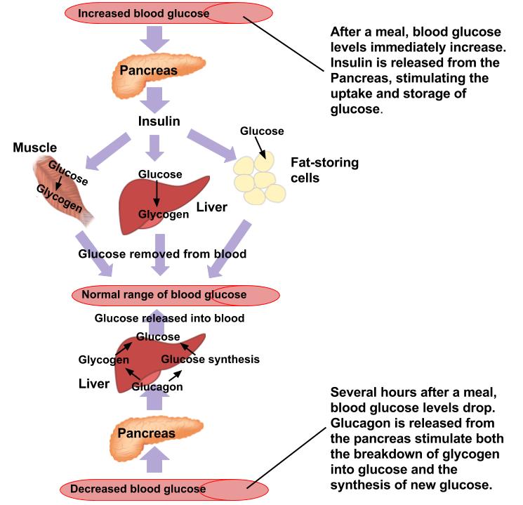 Regulation of blood glucose levels via insulin and glucagon