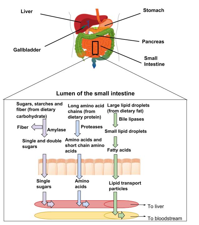 The absorption of nutrients in the lumen of the small intestine