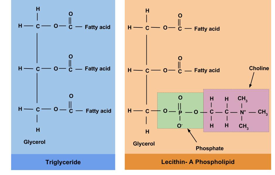 The structural difference between triglycerides and phospholipids